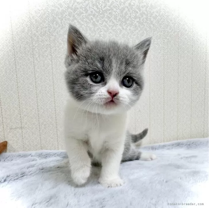さえきち 様のお迎えした子猫