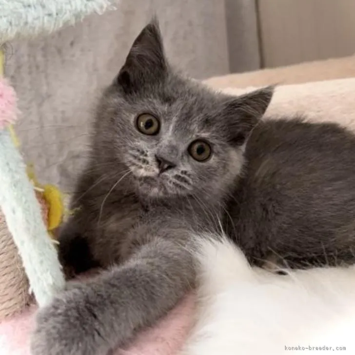 K.Ｉ 様のお迎えした子猫