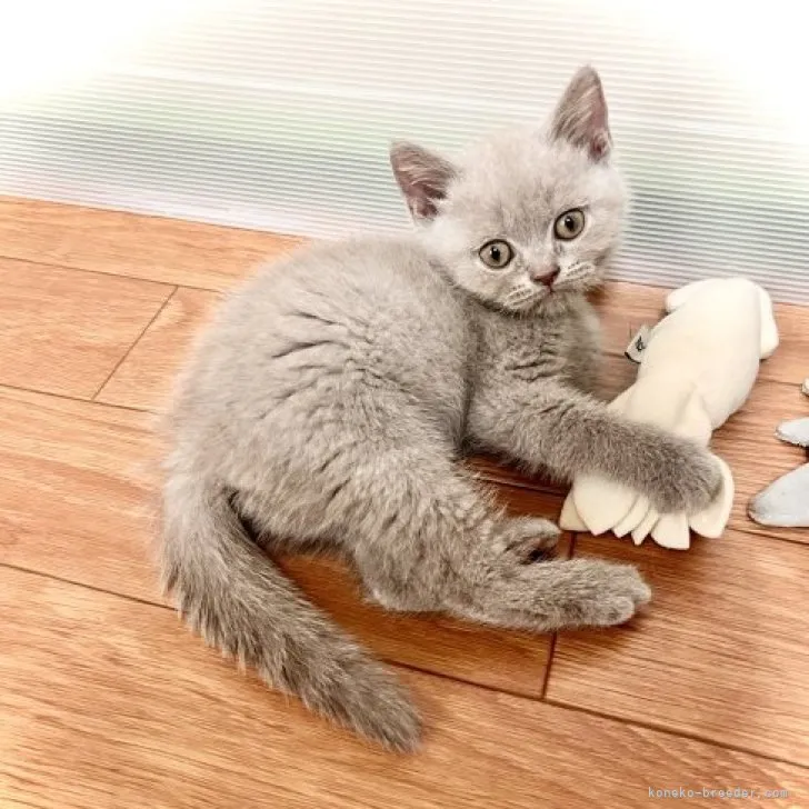 ID:2305-00859の子猫