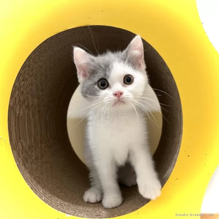 ID：2406-01427の子猫