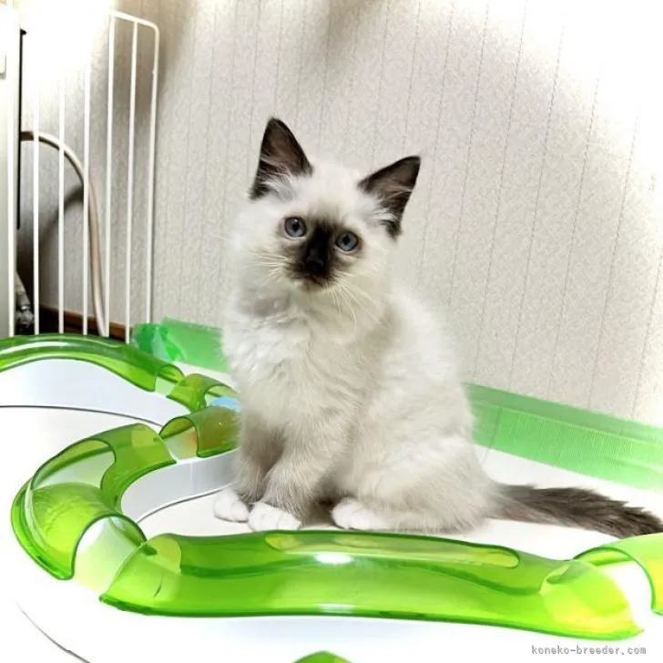 Y.M 様のお迎えした子猫