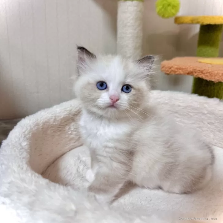 ID:2409-03299の子猫