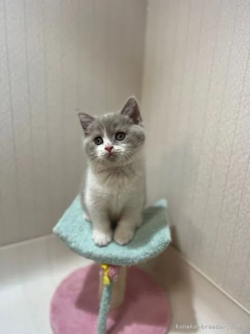 ID：2204-01464の子猫