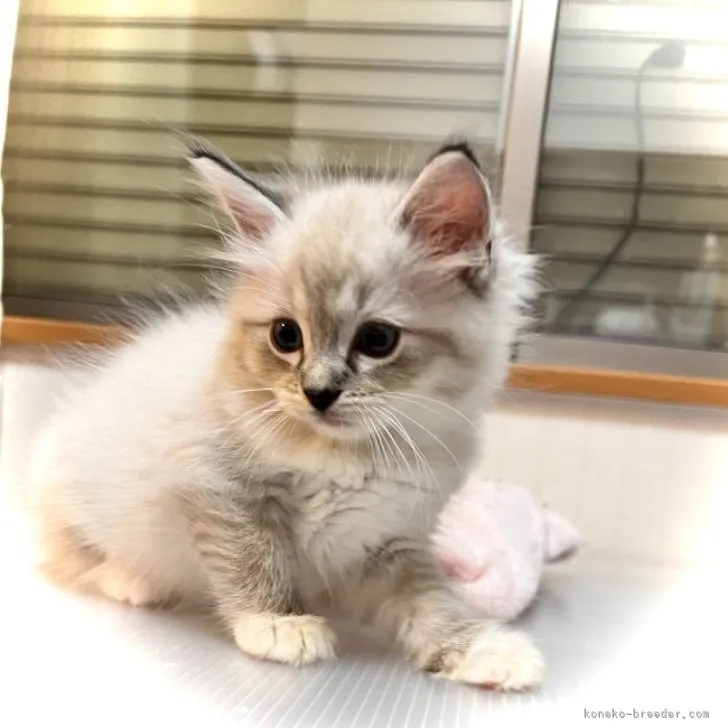 ID:2307-02445の子猫