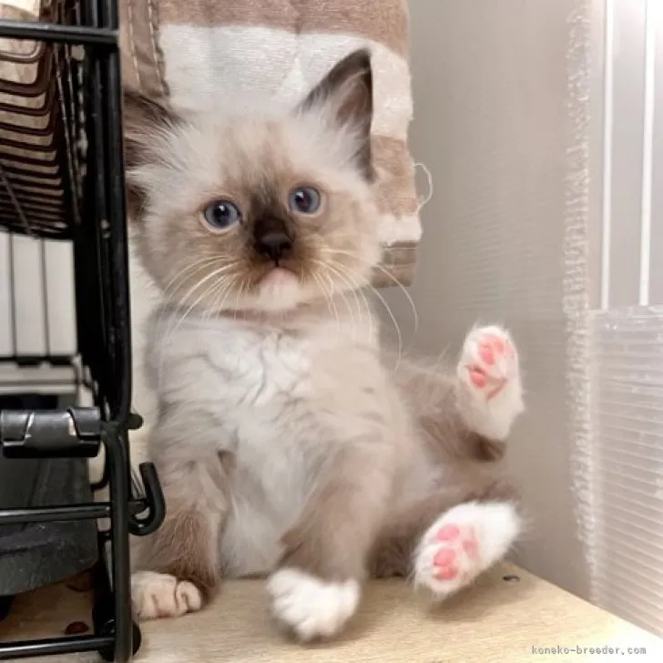 ID:2307-02759の子猫
