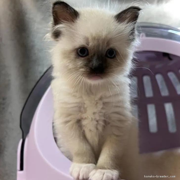 ID:2206-00726の子猫
