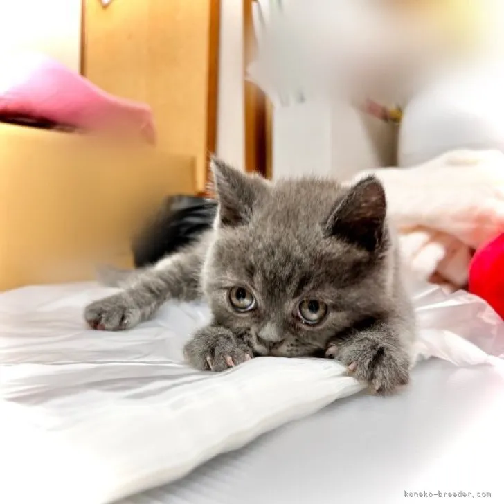 ID:2305-00871の子猫