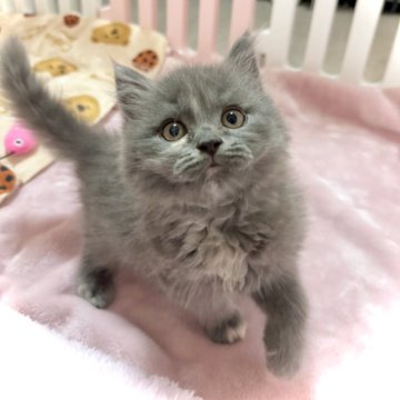 ブリティッシュショートヘア【三重県・女の子・2024年7月3日・ブルークリーム】の写真「人懐っこいかわいこちゃん❤️いつもゴロゴロ💛」