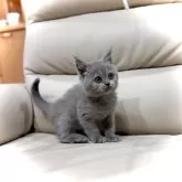 ブリティッシュショートヘア【三重県・女の子・2024年9月30日・ブルー】の写真1