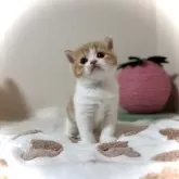 マンチカン(長足)【三重県・男の子・2024年4月2日・レッドタビー&ホワイト】の写真1