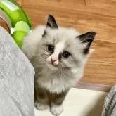 ラグドール【三重県・男の子・2022年11月24日・シールポイントバイカラー】の写真1