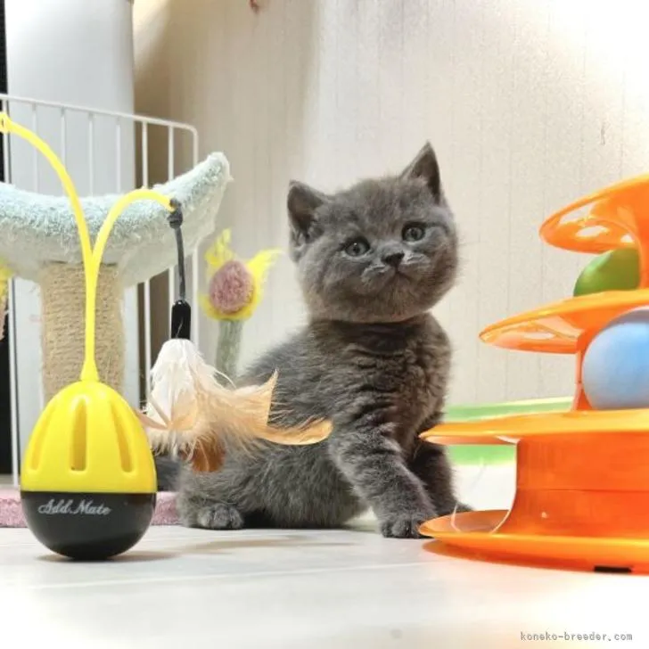 ID：2211-02702の子猫