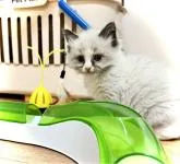 ラグドール【三重県・男の子・2022年11月24日・シールポイントバイカラー】の写真4