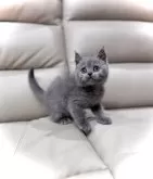 ブリティッシュショートヘア【三重県・女の子・2024年9月30日・ブルー】の写真5