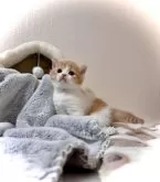 マンチカン(長足)【三重県・男の子・2024年4月2日・レッドタビー&ホワイト】の写真5