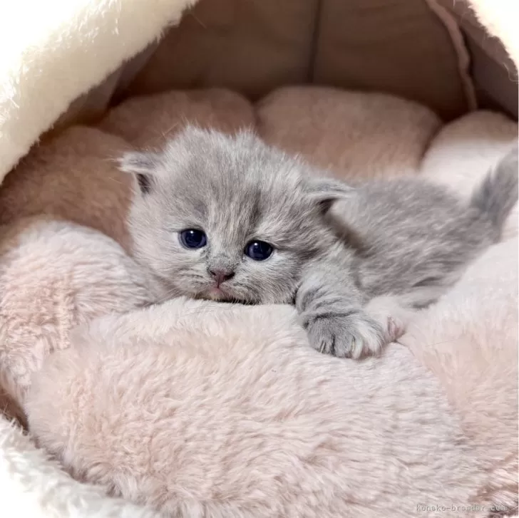 マンチカン(短足)【三重県・女の子・2025年10月5日・ブルークリーム】の写真1