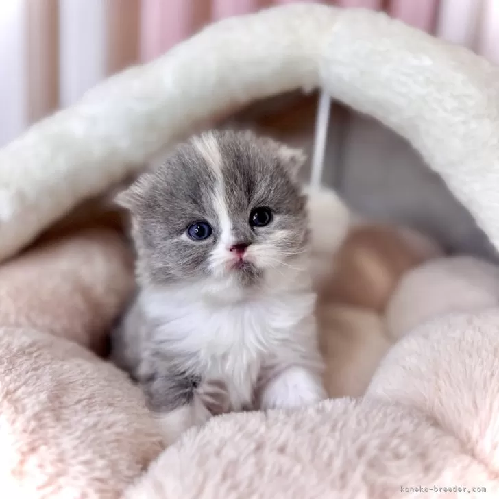 ID：2412-01860の子猫