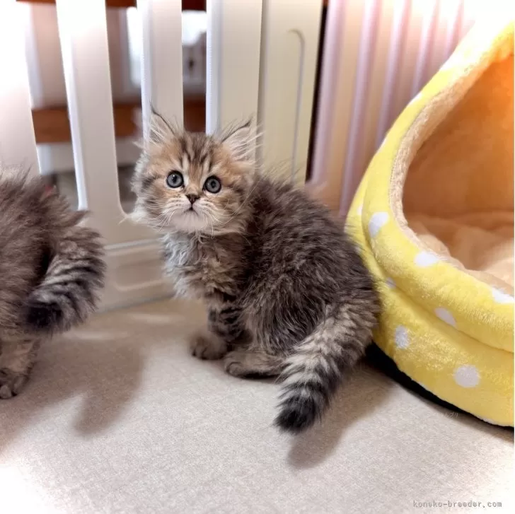 ブリティッシュロングヘア【三重県・女の子・2025年9月18日・ブラウンタビー】の写真1「🫶」