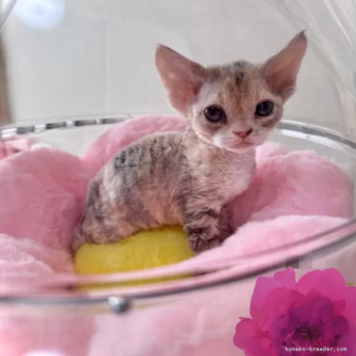 ID：2504-02499の子猫