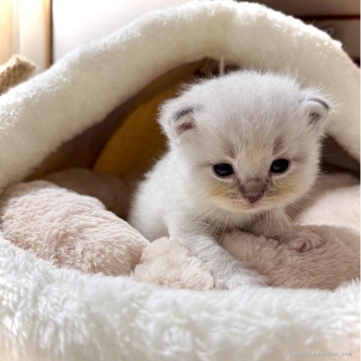可愛い猫達 ラグドール【三重県・男の子・2025年8月24日・シールリンクス