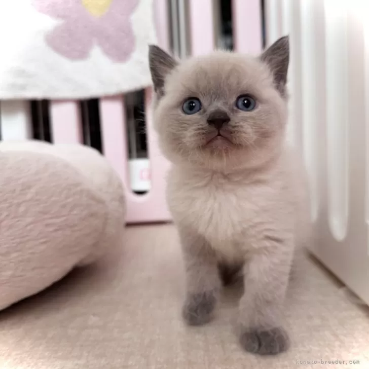 ID:2503-01314の子猫