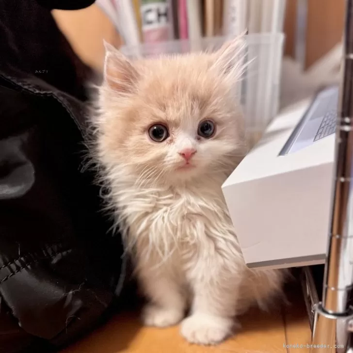 ID：2412-01761の子猫