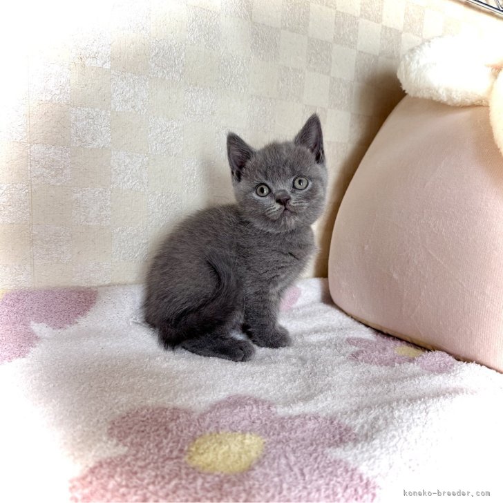 ブリーダー画像