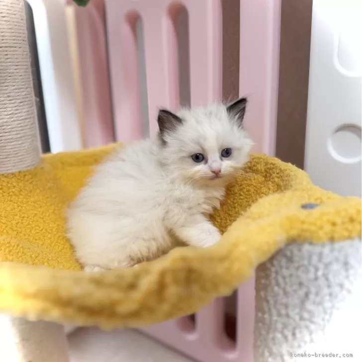 ID：2505-00146の子猫
