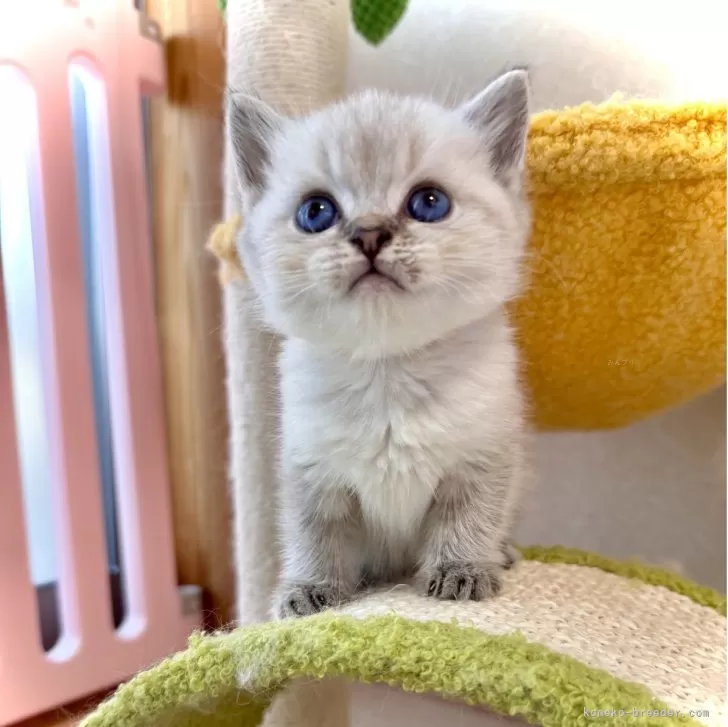 ID:2505-03270の子猫