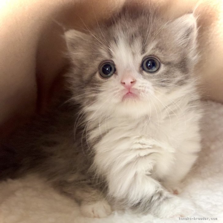 三河猫　50センチ child_img_1_c75aed99a652.jpg