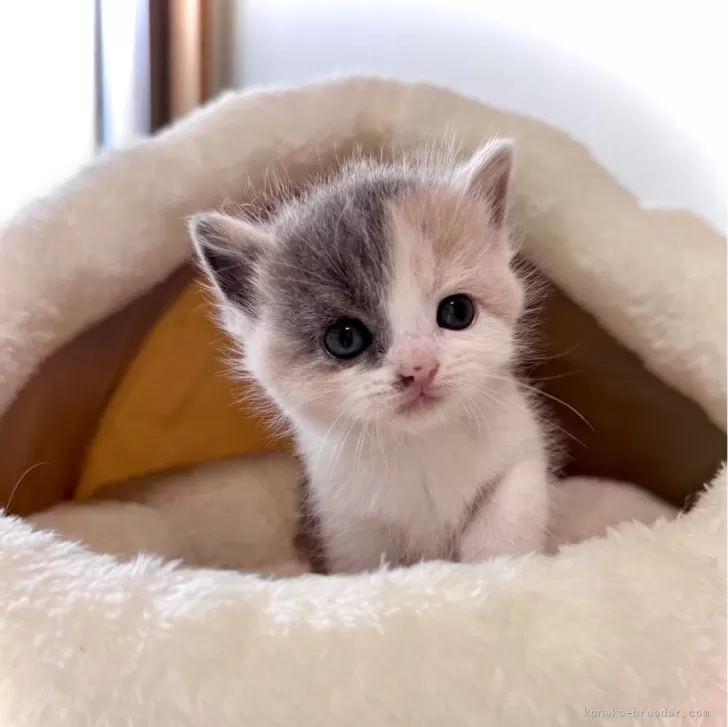 ID:2507-02049の子猫