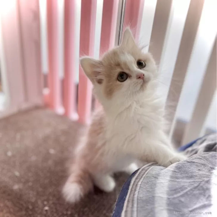 Y.O 様のお迎えした子猫