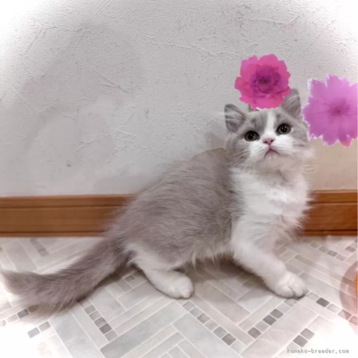 ブリティッシュロングヘア【三重県・女の子・2025年8月19日・ライラック&amp;ホワイト】の写真1