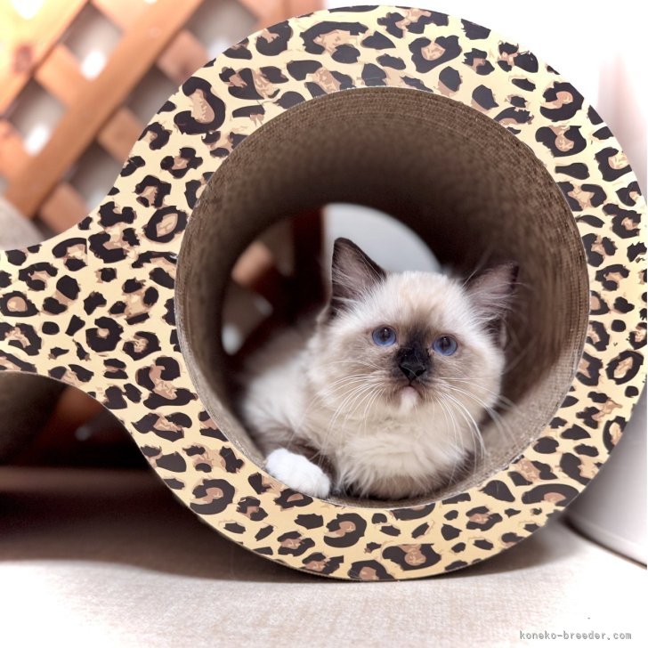 ブリーダー画像