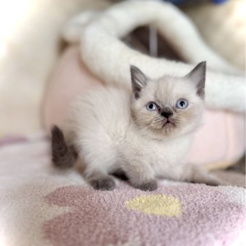 ブリティッシュショートヘア【三重県・女の子・2025年10月6日・ブルーポイント】の写真「大人しい女の子🫶」