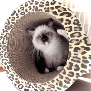 ラグドール【三重県・女の子・2025年8月24日・シールポイントミテッド】の写真「むちころちゃん♡♡走るだけで可愛い❤️」