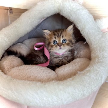 ブリティッシュショートヘア【三重県・女の子・2025年9月18日・ブラウンタビー（セミロング）】の写真「ママ外産✈️   激かわ♡」