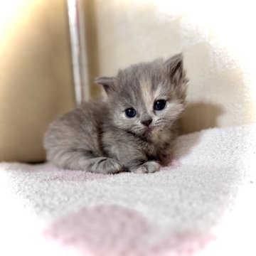 マンチカン(短足)【三重県・女の子・2025年10月5日・ブルークリーム（セミロング）】の写真「めっちゃ可愛い❤️」