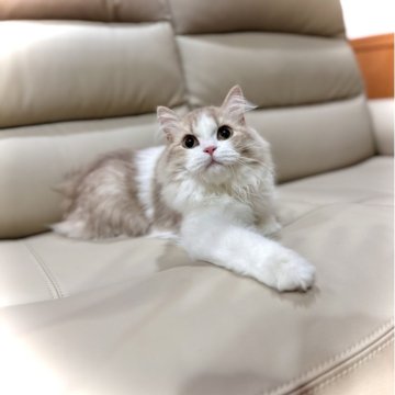 ブリティッシュロングヘア【三重県・男の子・2024年11月13日・ライラック&ホワイト】の写真「抱っこ大好き甘えん坊🩵実物更に可愛い🩵」