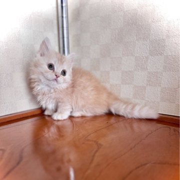 マンチカン(短足)【三重県・男の子・2025年10月5日・レッドタビー&ホワイト（セミロング？）】の写真「めっちゃ可愛い❤️」