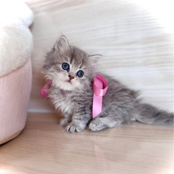 ブリティッシュロングヘア【三重県・女の子・2025年9月18日・ブルータビー（セミロング）】の写真「ママ外産✈️   激かわ♡」