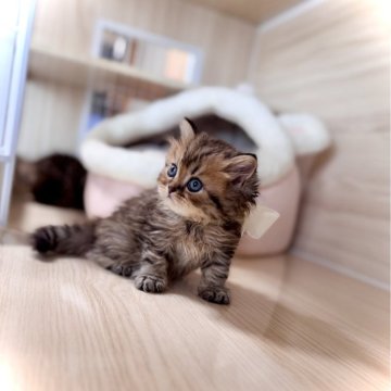 ブリティッシュショートヘア【三重県・男の子・2025年9月18日・ブラウンタビー（セミロング）】の写真「ママ外産✈️   おっとり顔真ん丸boy💗」