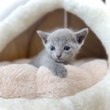 ロシアンブルー【三重県・男の子・2025年7月13日・ブルー】の写真「パパ猫外産👑　　」