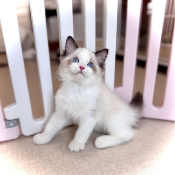 ラグドール【三重県・男の子・2025年5月10日・シールポイントバイカラー】の写真「両親CFA血統💎　元気いっぱい😃」