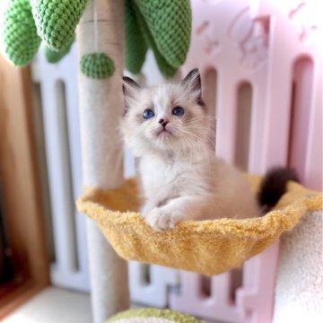 ラグドール【三重県・男の子・2025年5月11日・シールポイントバイカラー】の写真「鼻がチャームポイント♡唯一無二♡」