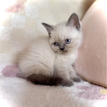 ブリティッシュショートヘア【三重県・男の子・2025年10月6日・ブルーポイント】の写真「大人しい男の子🫶」