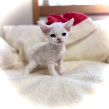 デボンレックス【三重県・女の子・2025年11月16日・ホワイト】の写真「パパCFA血統👑ママ外産」