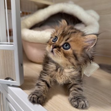 ブリティッシュショートヘア【三重県・男の子・2025年9月18日・ブラウンタビー（セミロング）】の写真「ママ外産✈️   おっとり顔真ん丸boy💗」