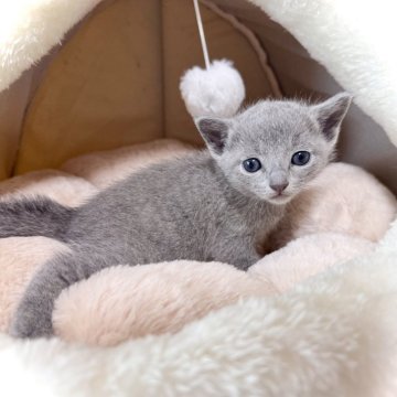 ロシアンブルー【三重県・男の子・2025年7月13日・ブルー】の写真「パパ猫外産👑　　」