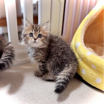 ブリティッシュロングヘア【三重県・女の子・2025年9月18日・ブラウンタビー（セミロング）】の写真「ママ外産✈️   激かわ♡♡」